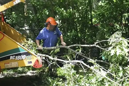 tree services Whitney